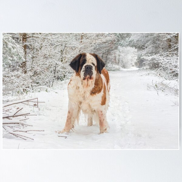 St sales bernard snow