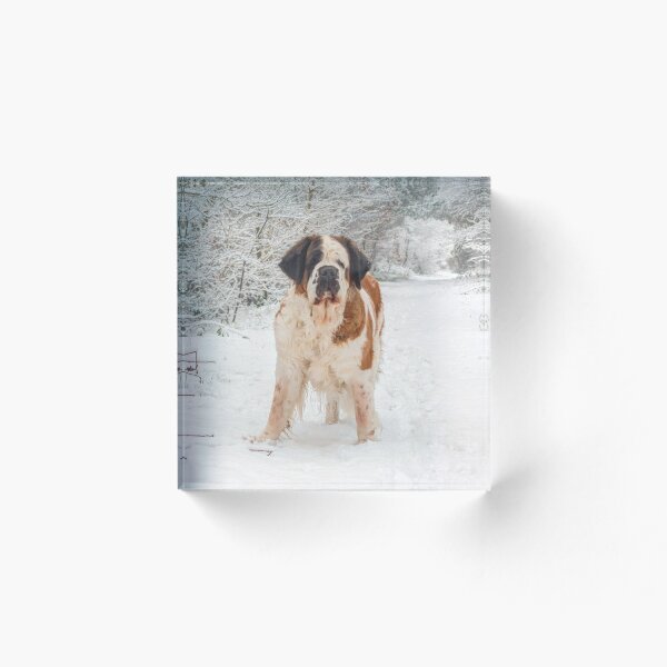Item preview, St Bernard dog in the snow designed and sold by HaleyRedshaw.