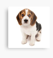 Beagle Metal Print