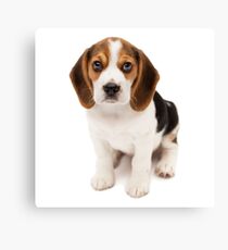 Beagle Canvas Print