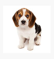Beagle Photographic Print
