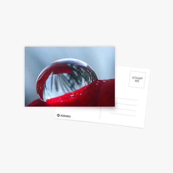 Lying on a bed of Amaryllis Postcard