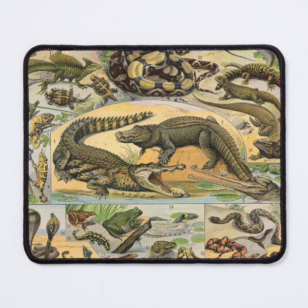Item preview, Reptiles (1897-1904) - Nouveau Larousse illustré designed and sold by SALON DES ARTS.