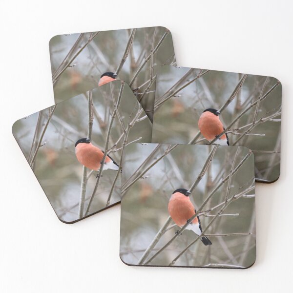 Item preview, Bold look. Eurasian bullfinch designed and sold by Jouko Lehto Photography.