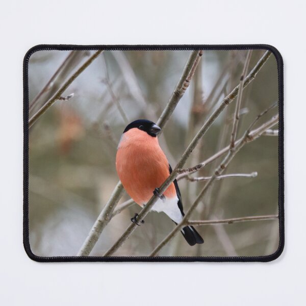 Item preview, Bold look. Eurasian bullfinch designed and sold by Jouko Lehto Photography.