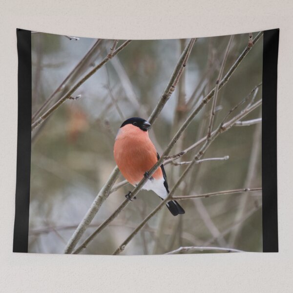 Item preview, Bold look. Eurasian bullfinch designed and sold by Jouko Lehto Photography.