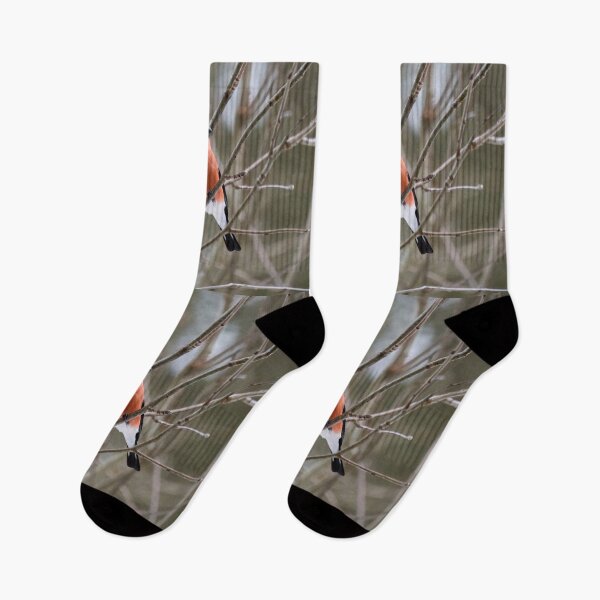 Item preview, Bold look. Eurasian bullfinch designed and sold by Jouko Lehto Photography.