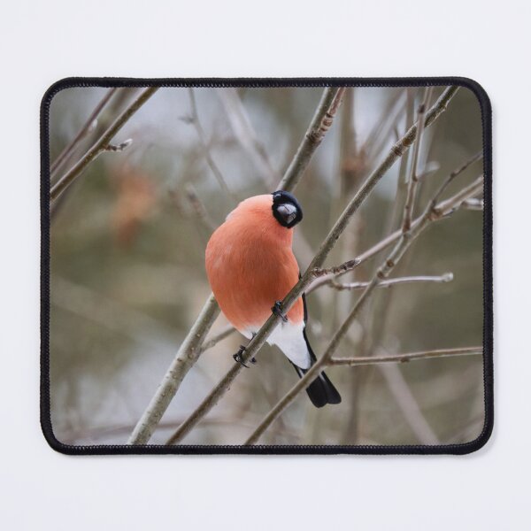 Item preview, So what. Eurasian bullfinch designed and sold by Jouko Lehto Photography.