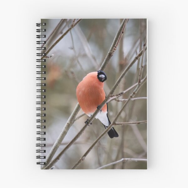 Item preview, So what. Eurasian bullfinch designed and sold by Jouko Lehto Photography.
