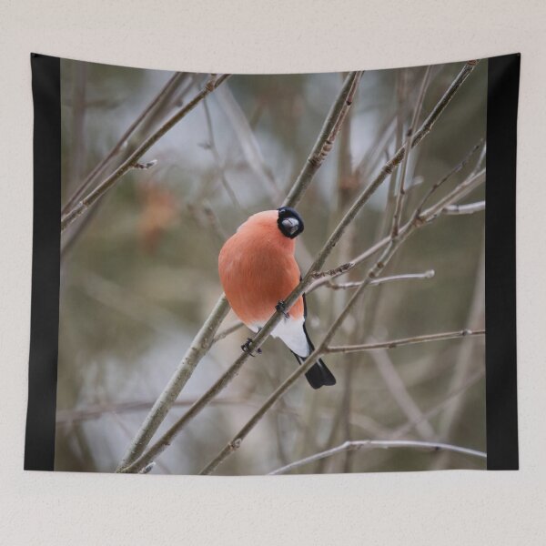 Item preview, So what. Eurasian bullfinch designed and sold by Jouko Lehto Photography.