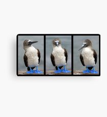 Piquero Patas Azules Canvas Print