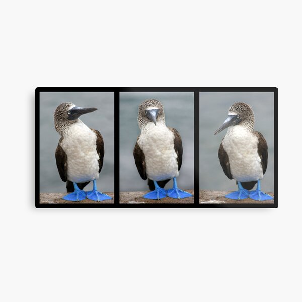 Piquero Patas Azules Metal Print
