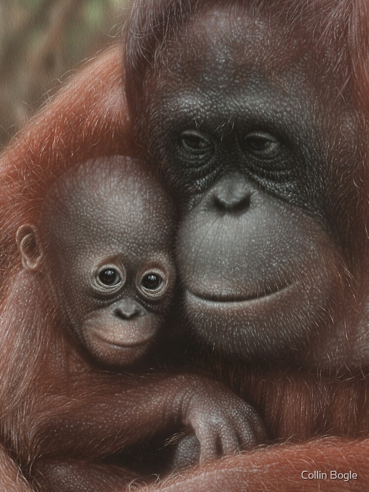 Orangutan Mother & Baby - Snuggled Scarf for Sale by Collin Bogle