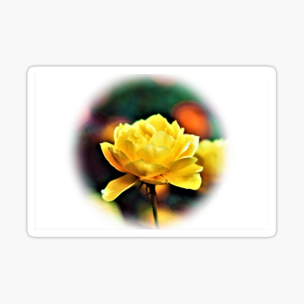 Artikel-Vorschau von Schöne helle gelbe Rose auf einem weißen Hintergrund, designt und verkauft von robspencer.