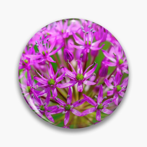 Item preview, Globemaster Allium Violet Starburst designed and sold by BostonArcImage.