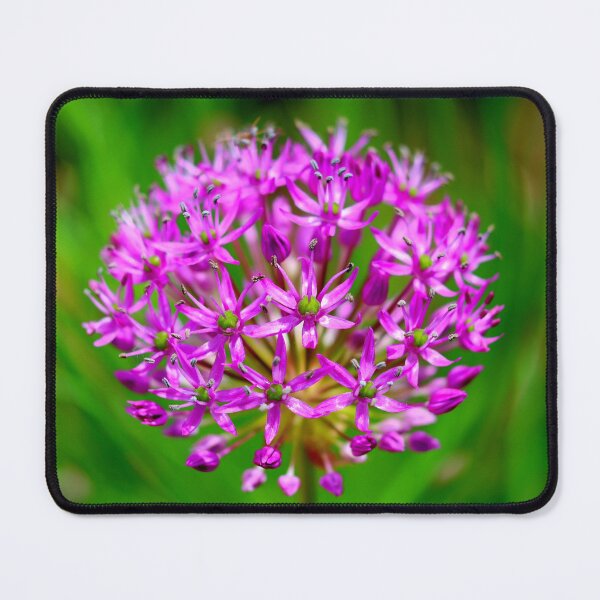Item preview, Globemaster Allium Violet Starburst designed and sold by BostonArcImage.