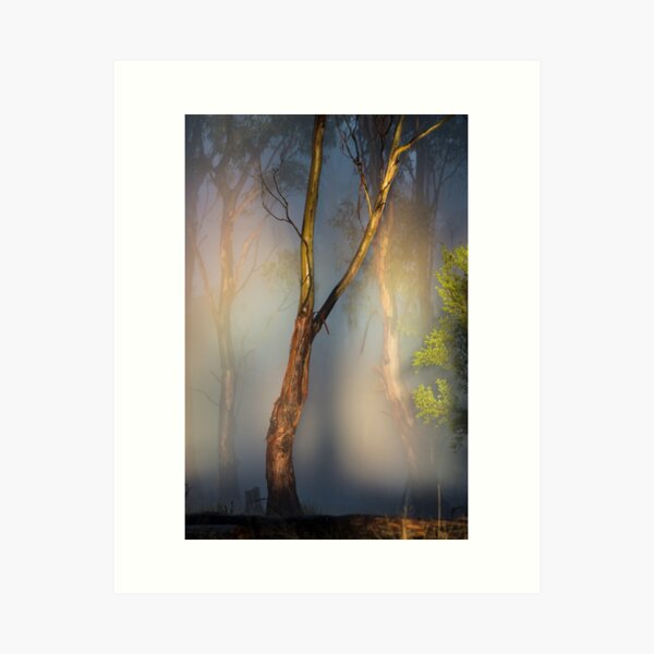 Item preview, Sunrise in the Forest, Tasmania  designed and sold by David Jamrozik.