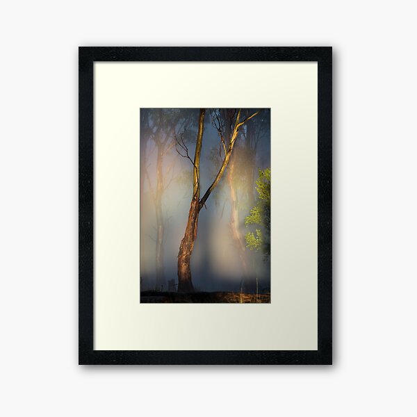 Item preview, Sunrise in the Forest, Tasmania  designed and sold by David Jamrozik.