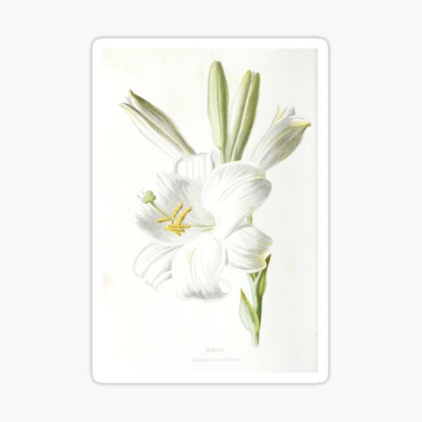 Item preview, Madonna lily - Lilium candidum (1883) designed and sold by HeartOldArt.