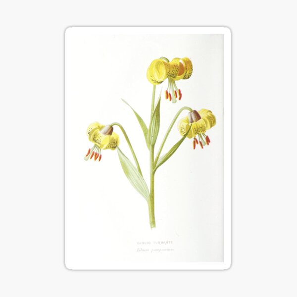 Item preview, Turban Lily - Lilium pomponium (1883) designed and sold by HeartOldArt.