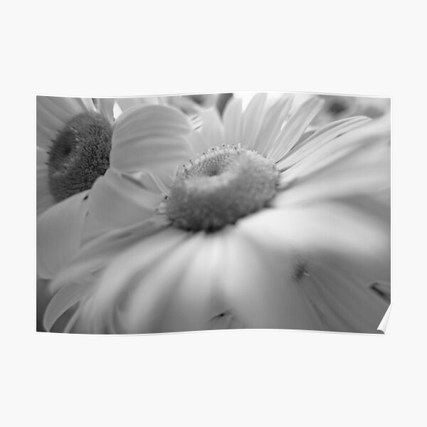 Elegant Daisy: Black and white macro photo of daisies.  Poster