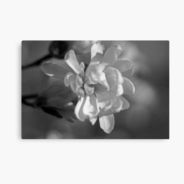 Delicate Magnolia: Black and white photo of a magnolia blossom Canvas Print