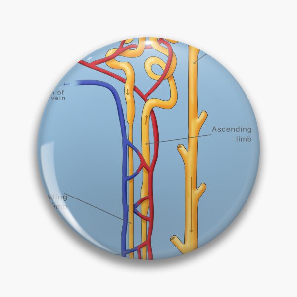 Item preview, Nephron Of The Kidney, Illustration designed and sold by ScienceSource.