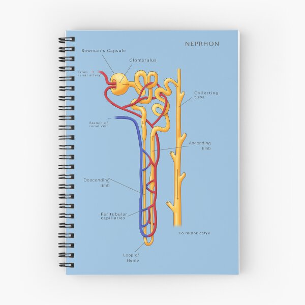 Item preview, Nephron Of The Kidney, Illustration designed and sold by ScienceSource.