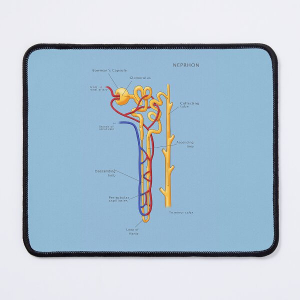 Item preview, Nephron Of The Kidney, Illustration designed and sold by ScienceSource.