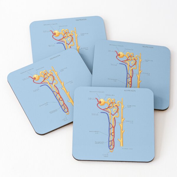 Item preview, Nephron Of The Kidney, Illustration designed and sold by ScienceSource.