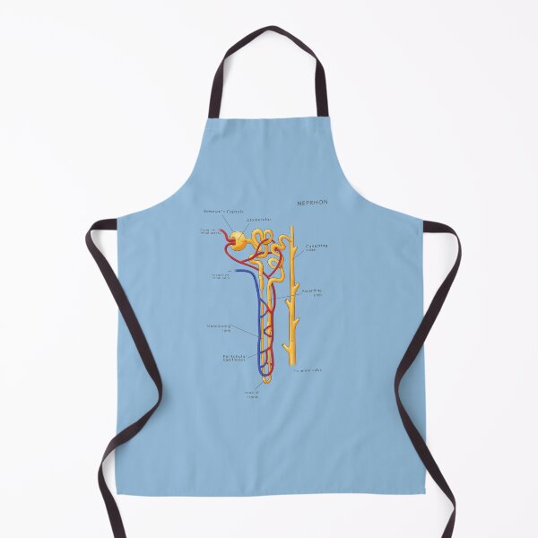 Item preview, Nephron Of The Kidney, Illustration designed and sold by ScienceSource.