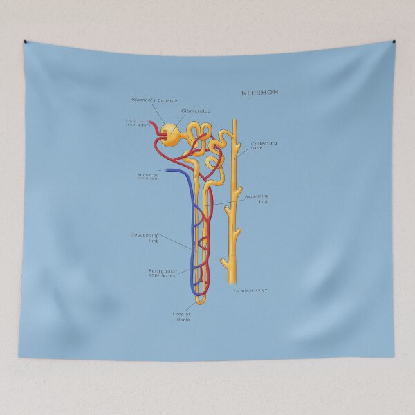 Item preview, Nephron Of The Kidney, Illustration designed and sold by ScienceSource.