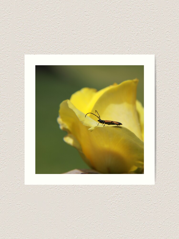 Alternate view of Milkweed bug on yellow rose Art Print