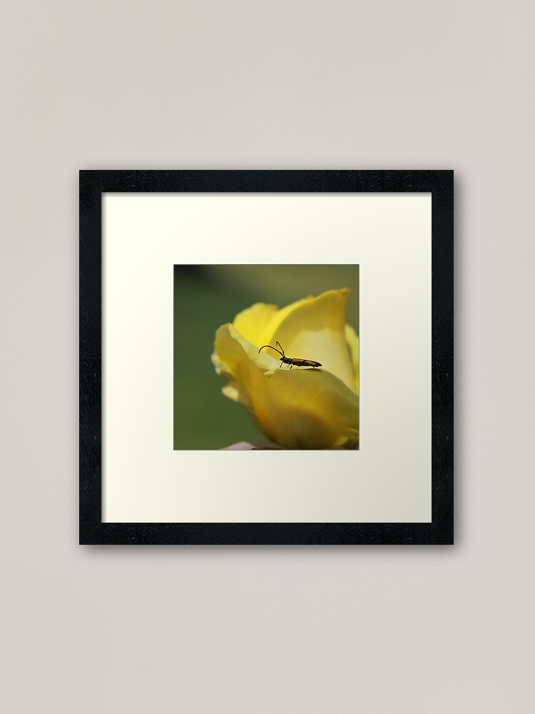 Alternate view of Milkweed bug on yellow rose Framed Art Print