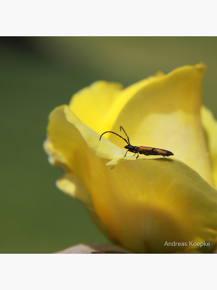 Milkweed bug on yellow rose by mistered