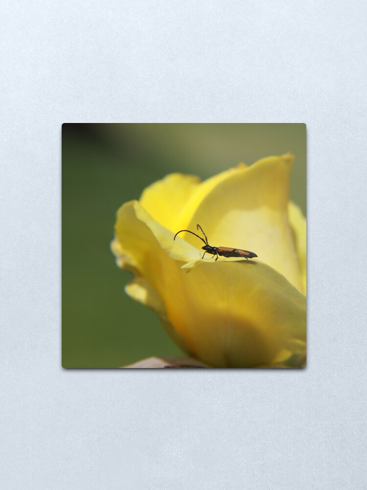Alternate view of Milkweed bug on yellow rose Metal Print