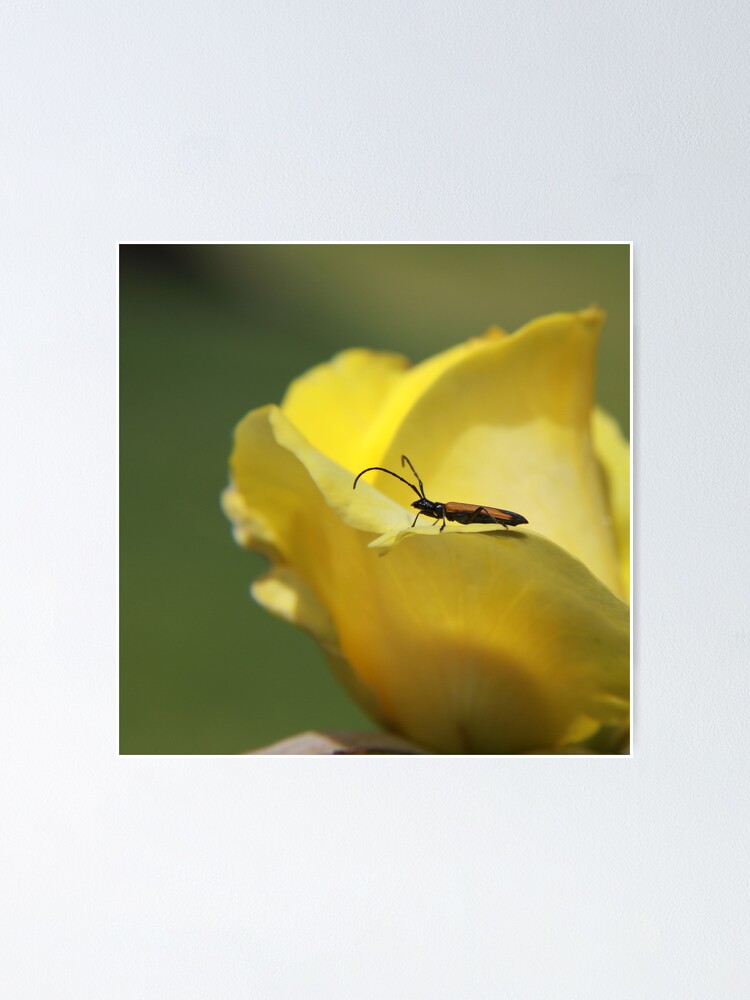 Alternate view of Milkweed bug on yellow rose Poster