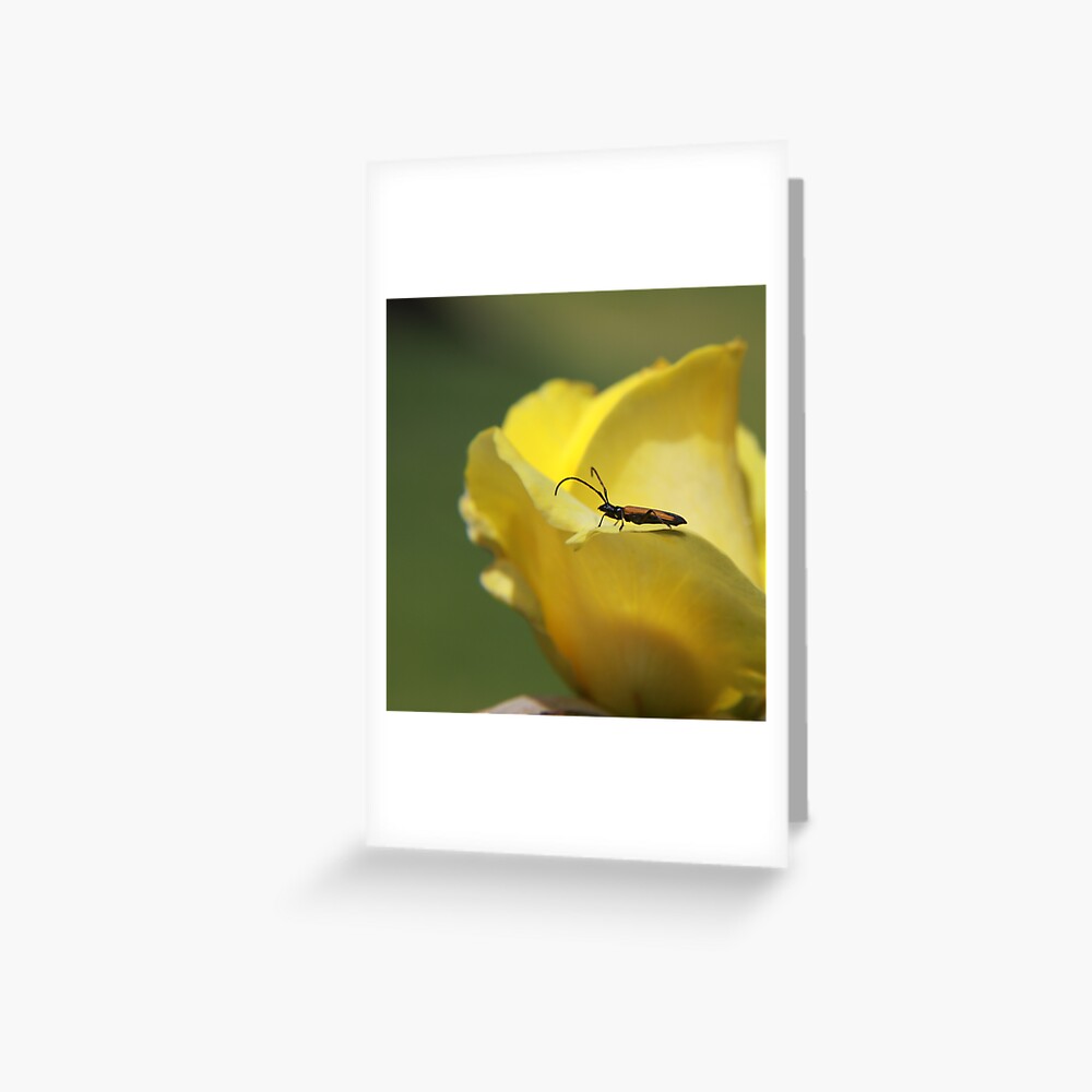 Milkweed bug on yellow rose Greeting Card