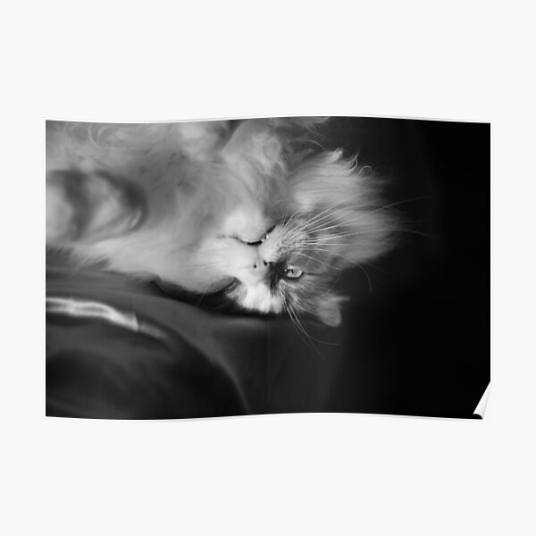 Lazy Kitty: Black and white photo of a funny ragdoll kitten Poster