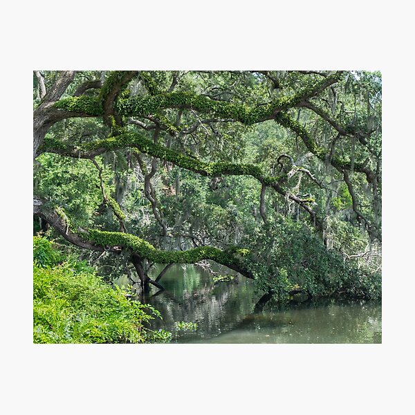 Item preview, Lazy Oak Over The Water designed and sold by tfortier.