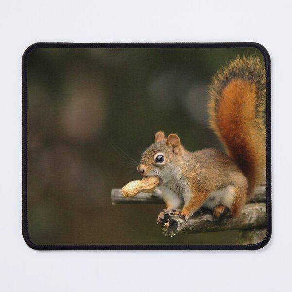 Item preview, Surprised Red Squirrel With Peanut designed and sold by Debbie Oppermann.