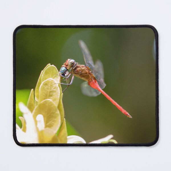 Item preview, Dragonfly designed and sold by Jacquiamber.