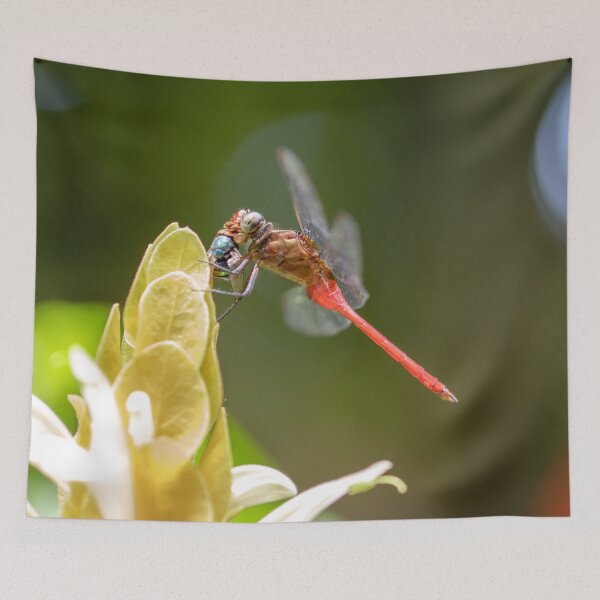 Item preview, Dragonfly designed and sold by Jacquiamber.