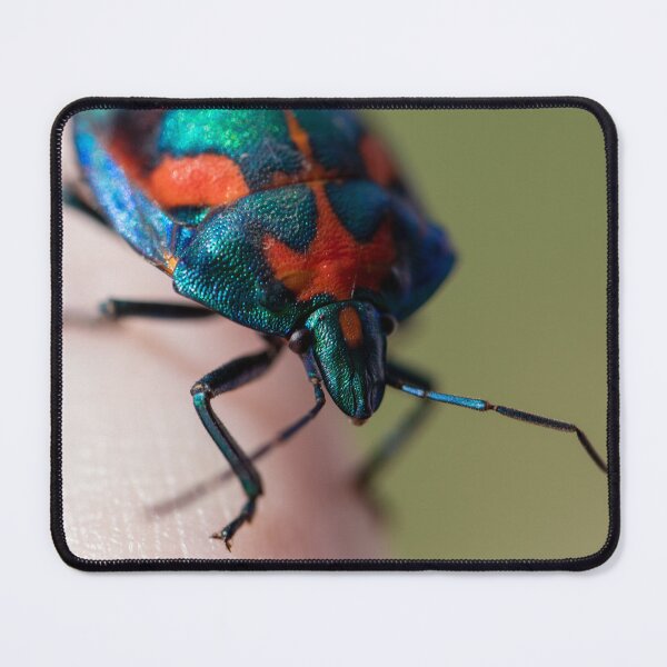 Item preview, Jewel Bug designed and sold by Jacquiamber.