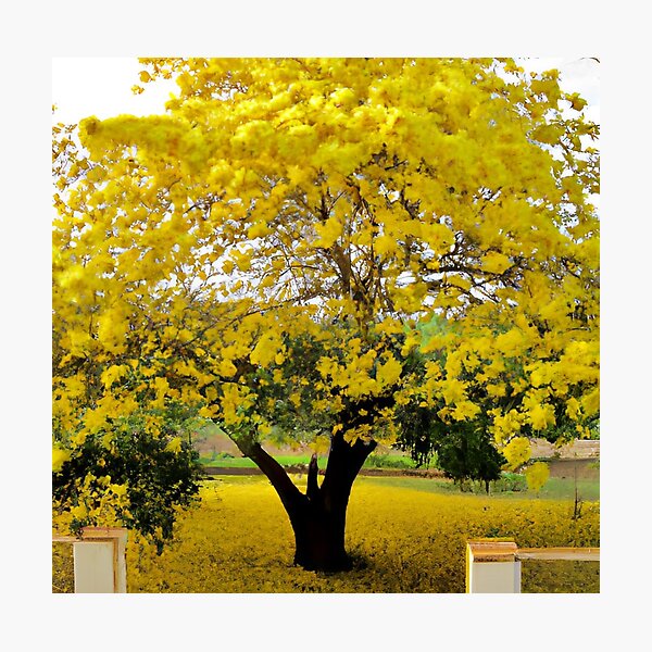 Item preview, Radiant Yellow Tabebuia Tree in Full Bloom designed and sold by sinfulchicken.