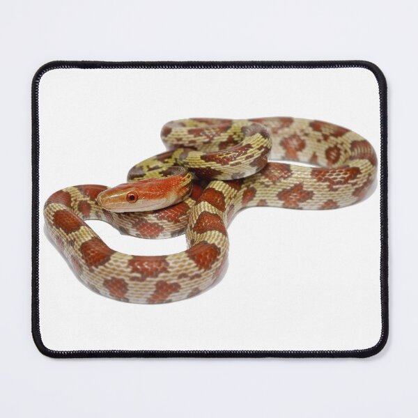 Item preview, 100 Flower Ratsnake designed and sold by Glenreptiles.