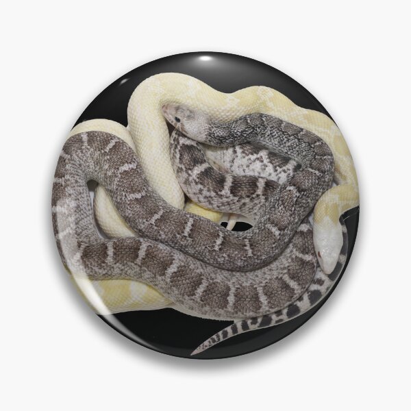 Item preview, Bullsnakes designed and sold by Glenreptiles.