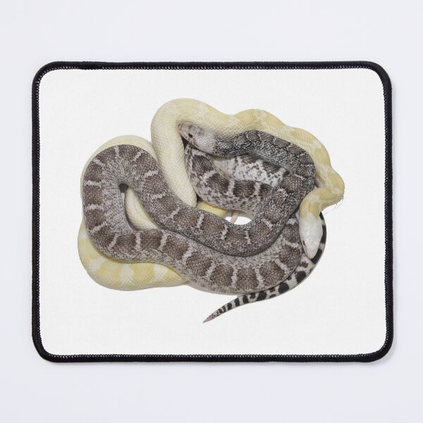 Item preview, Bullsnakes designed and sold by Glenreptiles.