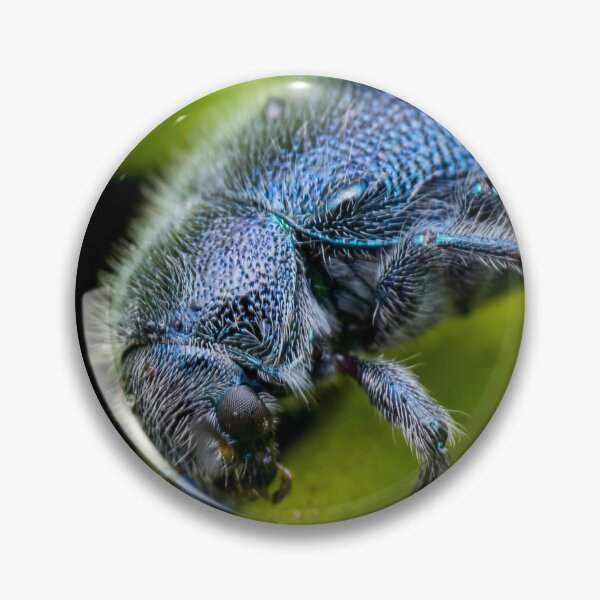 Item preview, A metallic blue leaf beetle! (Trichochrysea hirta) relaxing on the petiole  designed and sold by AvonPerception.