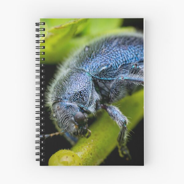 Item preview, A metallic blue leaf beetle! (Trichochrysea hirta) relaxing on the petiole  designed and sold by AvonPerception.